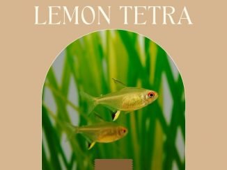 Lemon Tetra