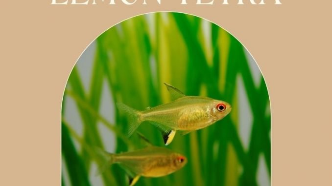 Lemon Tetra