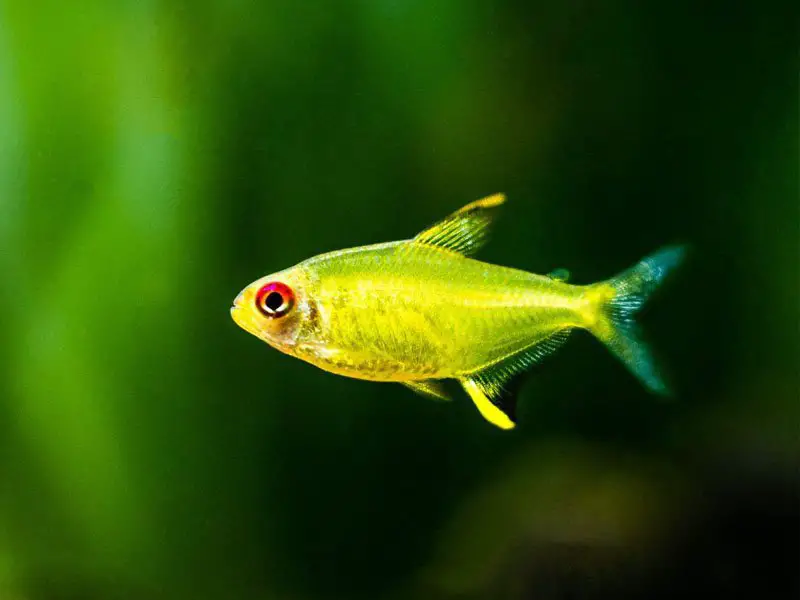 A vibrant lemon tetra swimming in a planted aquarium