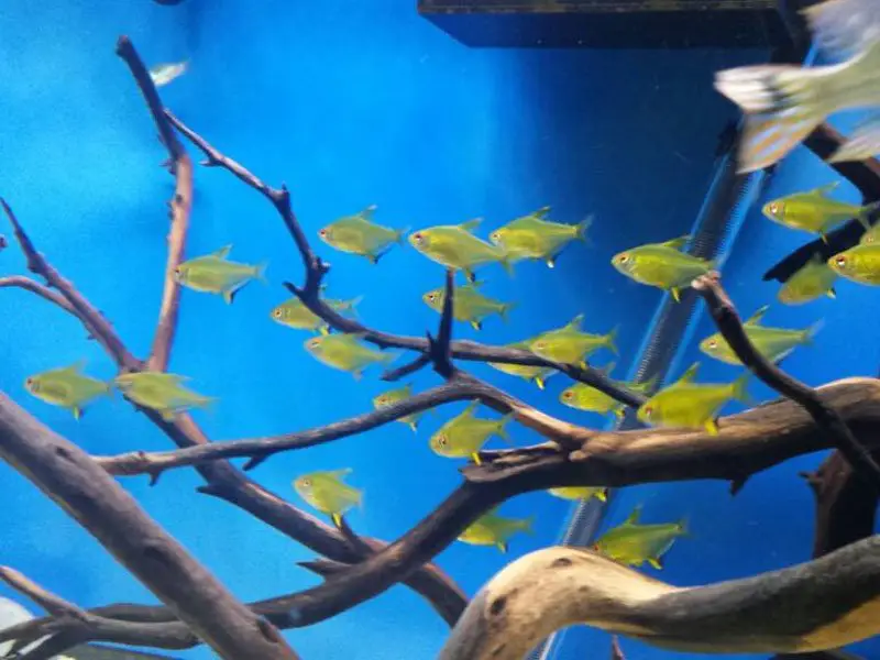 A school of lemon tetras swimming together near some tank decorations