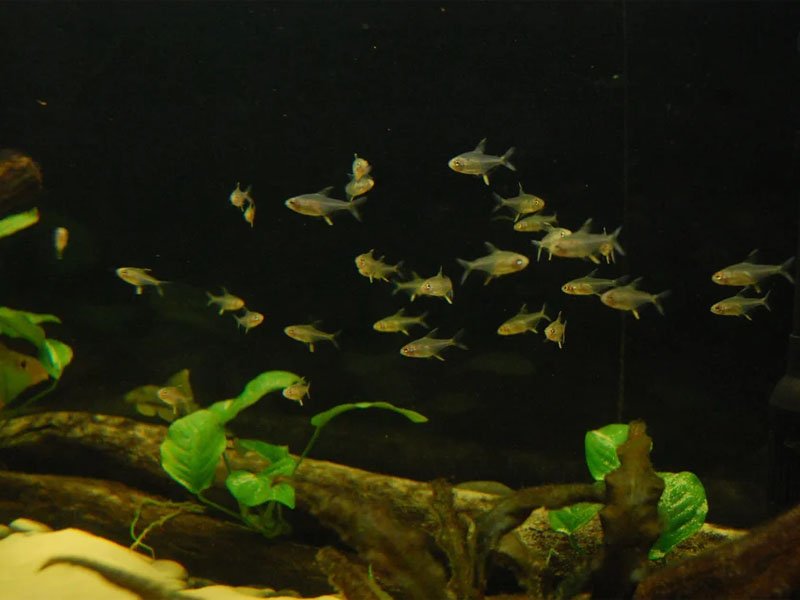 A large school of lemon tetras swimming at the bottom near submerged logs