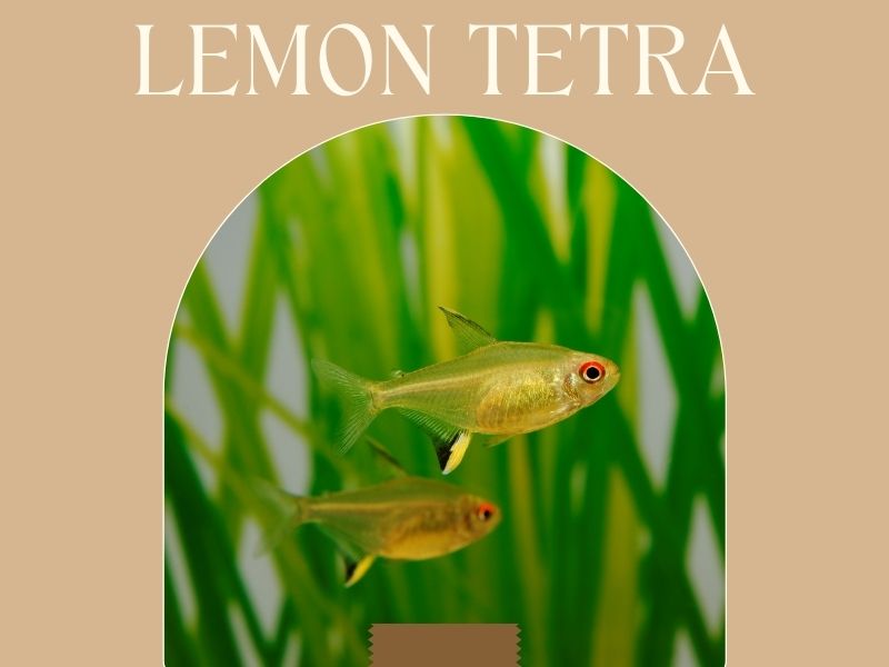 Lemon tetra featured image with two lemon tetras swimming together