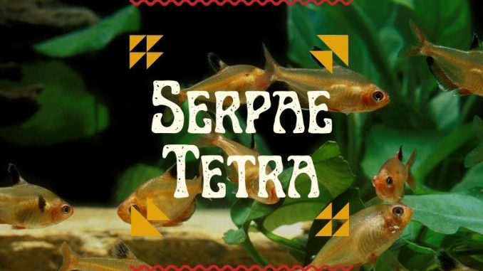 Serpae Tetra