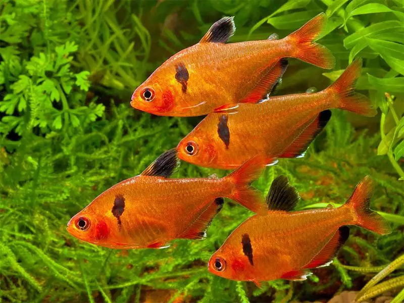 Four serpae tetras swimming together among aquarium plants