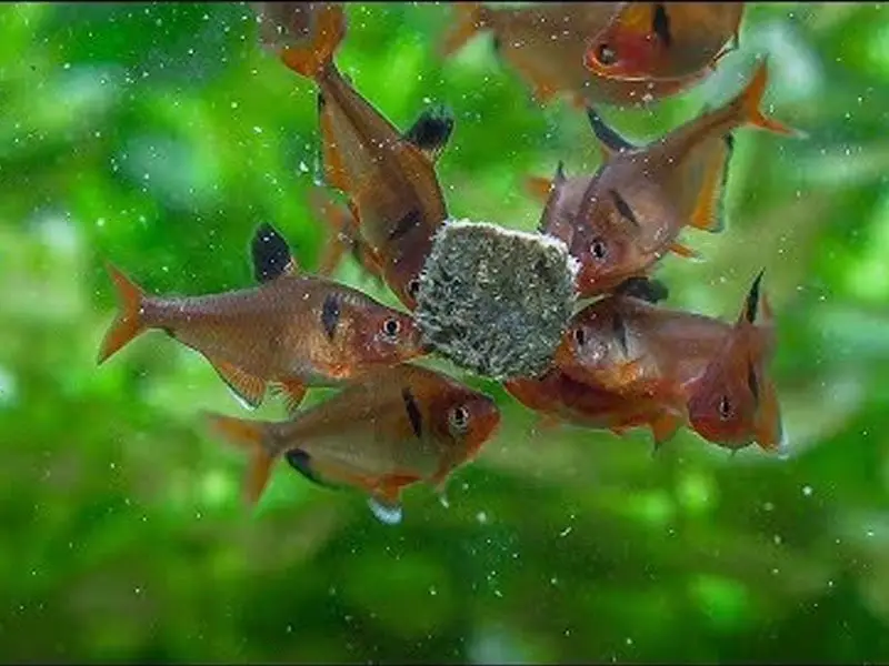 A school of serpae tetras eating some fish flakes