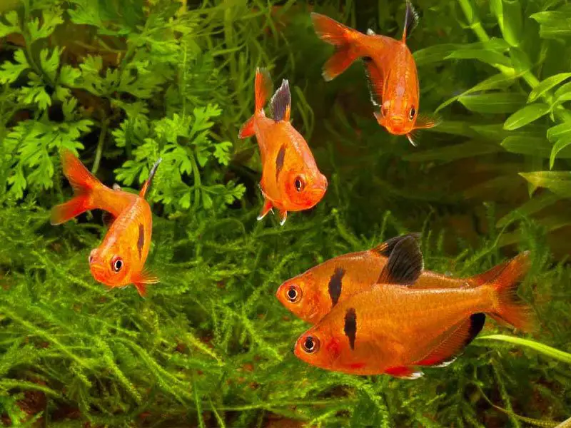 Five serpae tetras swimming near the bottom of the tank