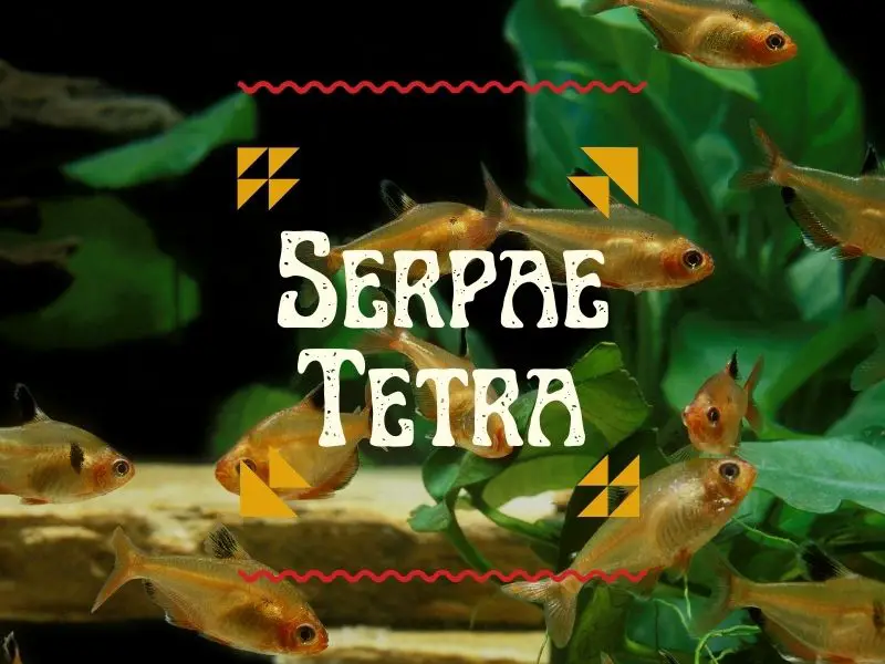 Serpae tetra featured image, with a school of serpae tetras swimming in the background