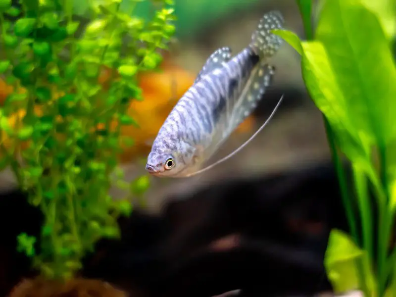 A blue gourami in a tank with many aquarium plants