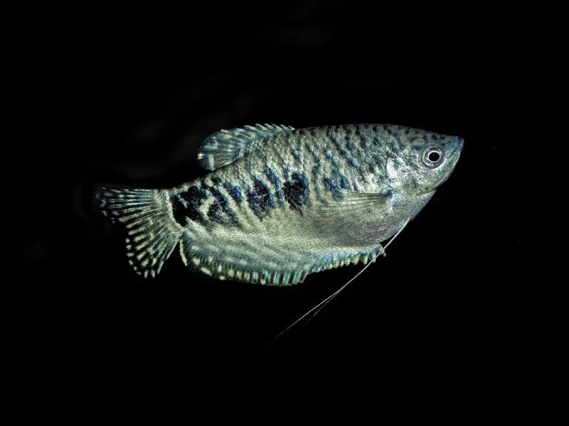 A beautiful blue gourami fish swimming in a dark tank