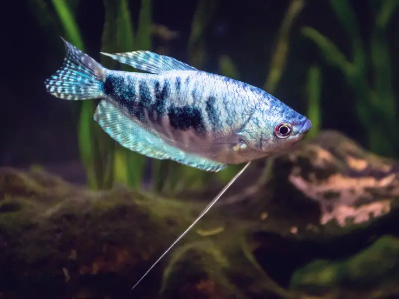 A brightly colored blue gourami swimming near the bottom of the tank