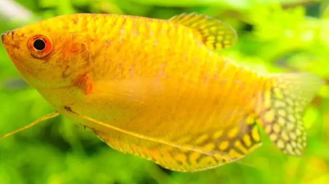 Gold Gourami