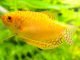 Gold Gourami