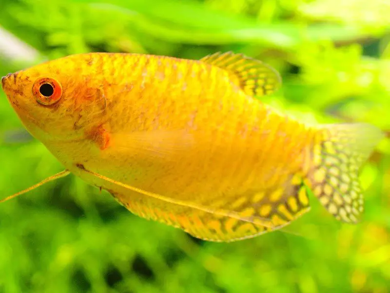 Gold gourami swimming near some aquarium plants