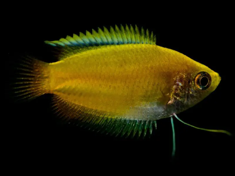 A uniquely colored gold gourami swimming in the darkness of a tank