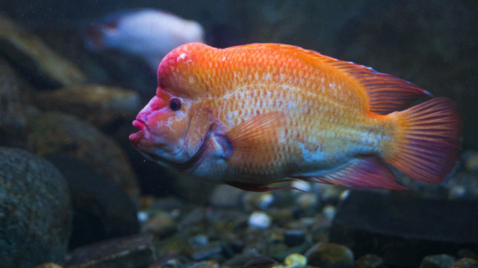 A close up of the red devil cichlid swimming near the bottom