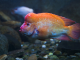 A close up of the red devil cichlid swimming near the bottom