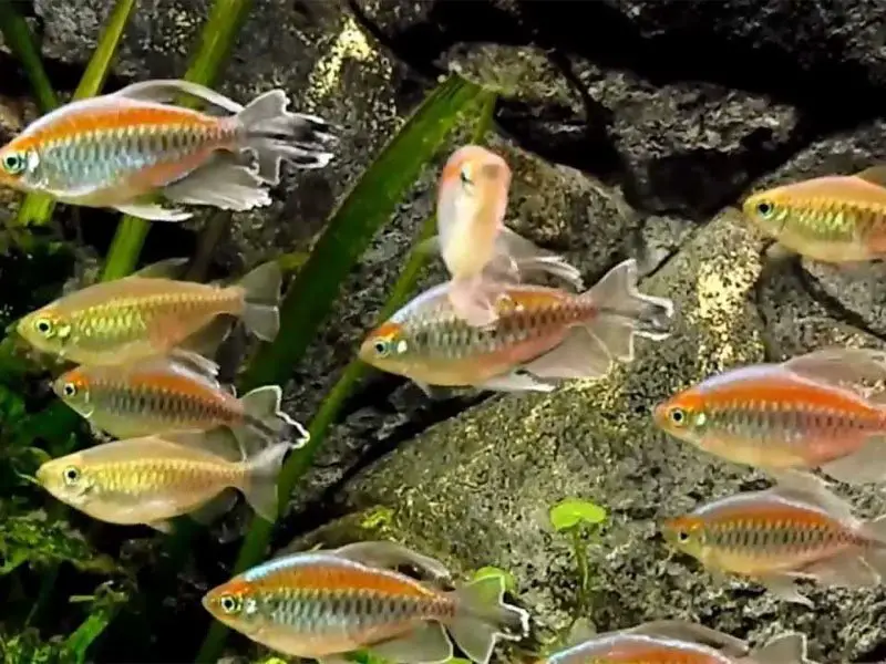 A large school of Congo tetras swimming near the bottom