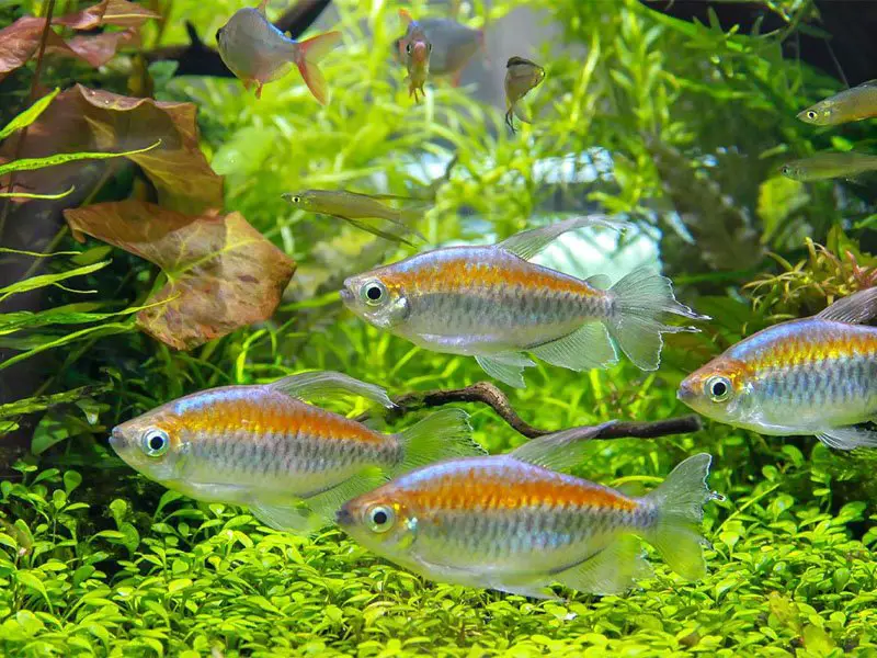 A school of Congo tetras swimming near some Java ferns and other plants