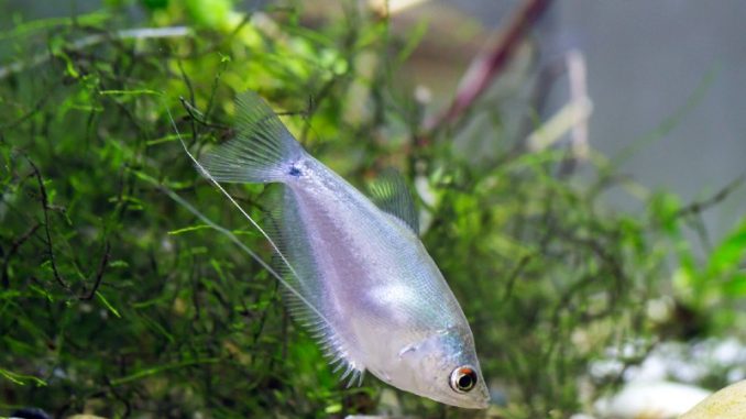 Moonlight Gourami