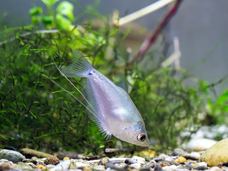 Moonlight gourami fish feeding near the bottom of a decorated tank