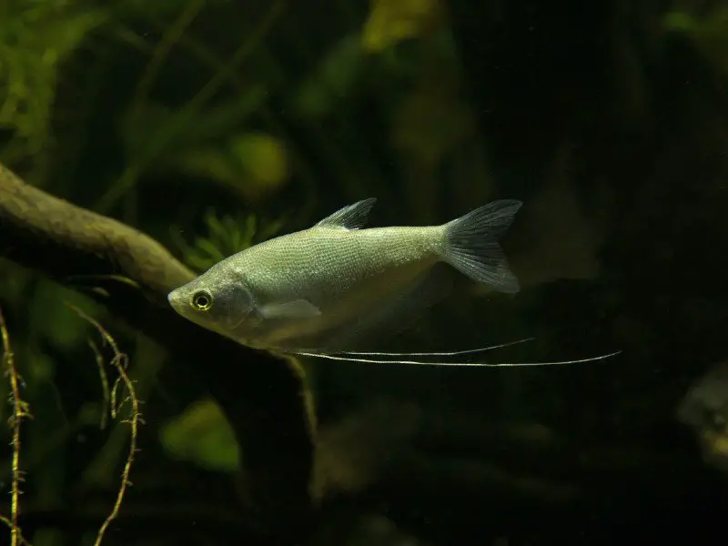 A moonlight gourami fish swimming in the darkness near the bottom of a tank