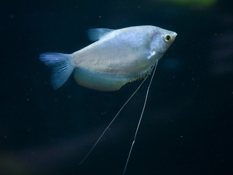 A pale moonlight gourami swimming in the darkness