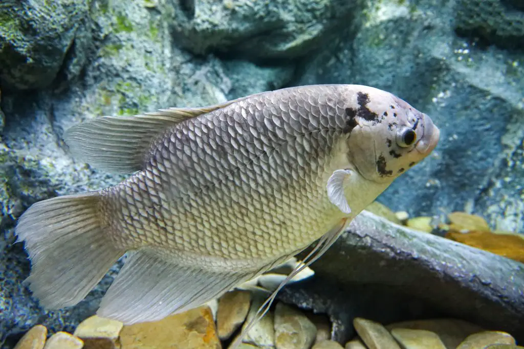 Giant gourami in its natural habitat