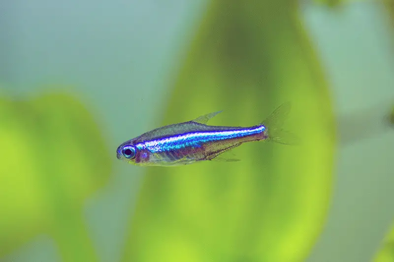 A green neon tetra up close