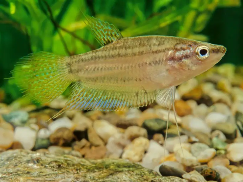 A beautiful licorice gourami near the substrate at the bottom of a tank