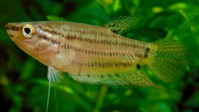 Licorice Gourami