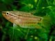 Licorice Gourami