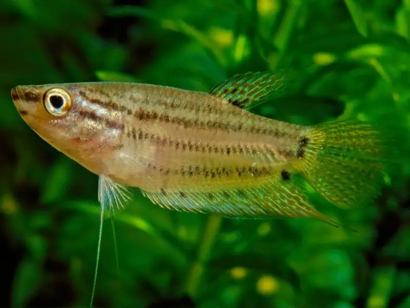 A yellow licorice gourami swimming among aquarium plants