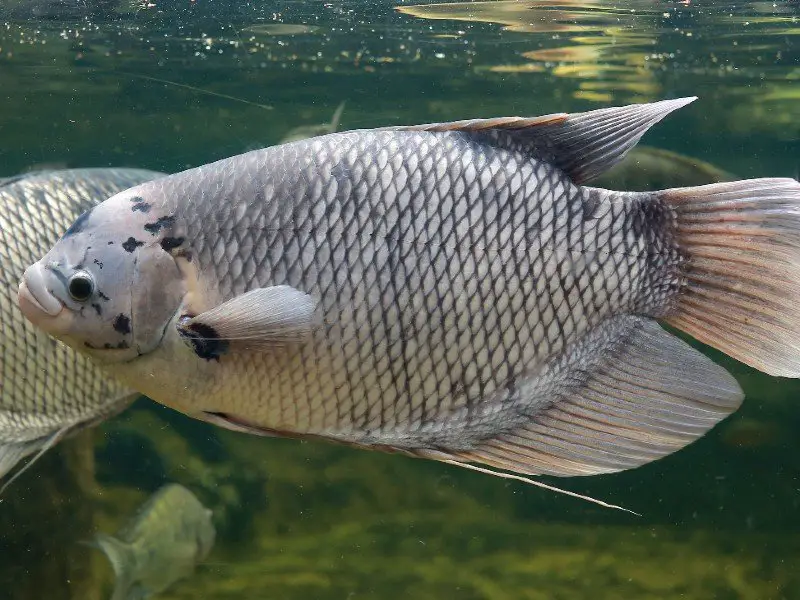 Several giant gouramis swimming near some logs on the bottom