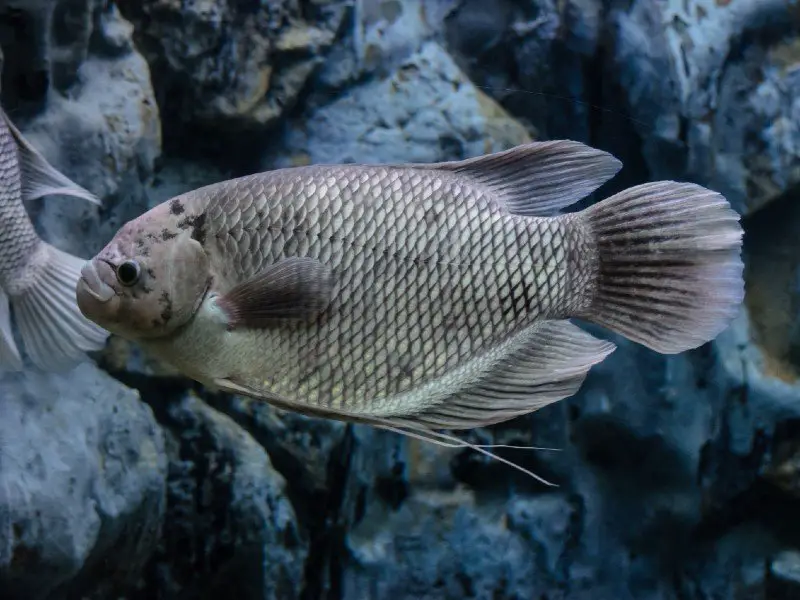 Giant gourami near some dark underwater rocks