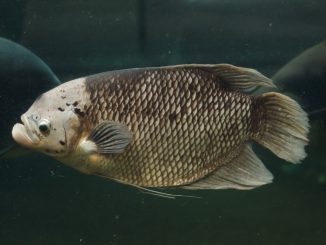 Giant gourami in a dark decorated aquarium