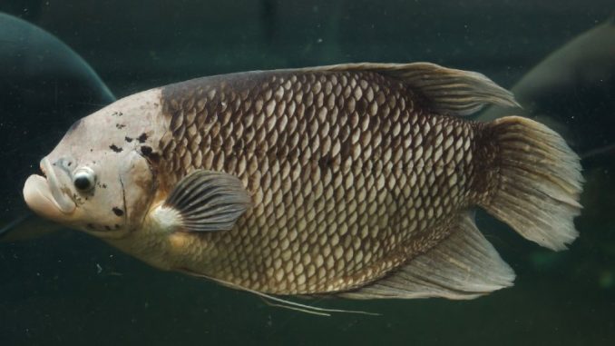 Giant gourami in a dark decorated aquarium