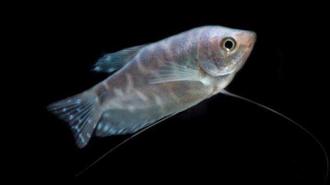 Opaline Gourami