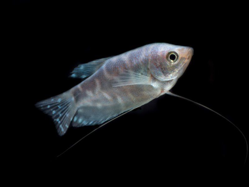 An opaline gourami swimming in a dark tank