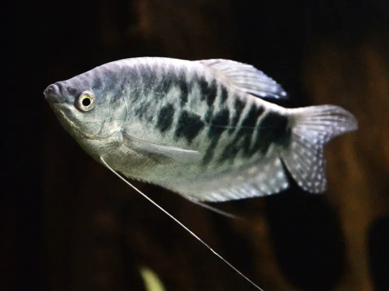 An opaline gourami with its distinct three spot markings