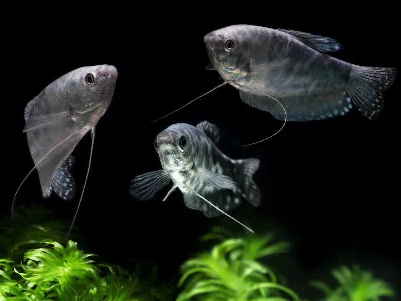 Three opaline gouramis swimming in a tank with aquarium plants 