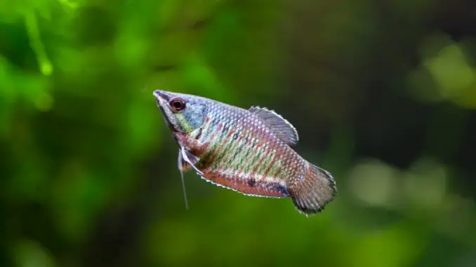 Samurai Gourami