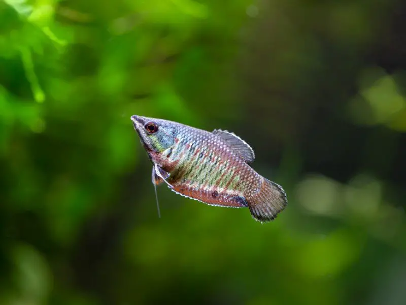 A colorful samurai gourami swimming with aquarium plants in the background