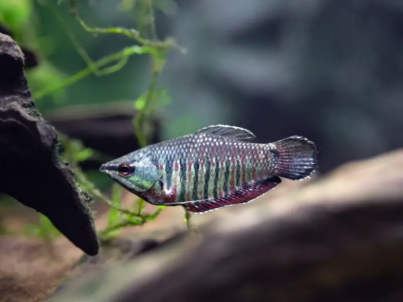 A dark samurai gourami swimming near the bottom of a tank