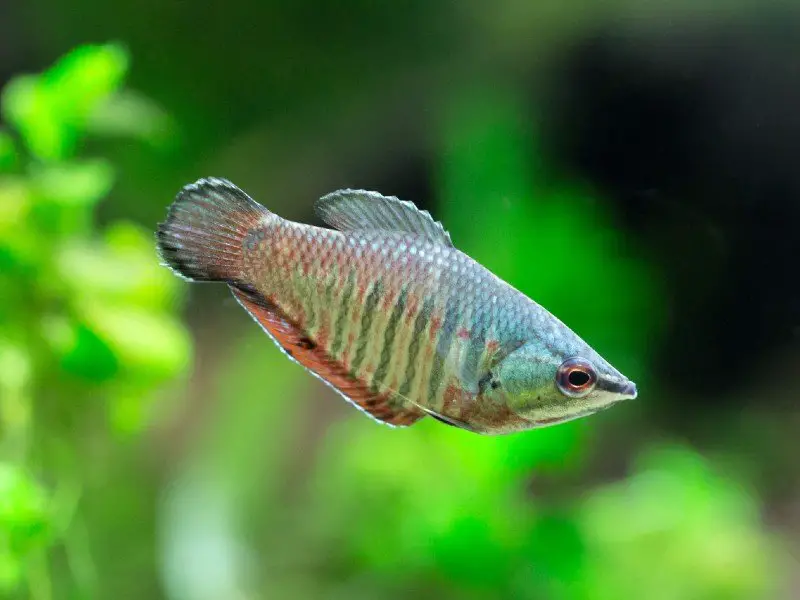 Adult samurai gourami swimming among plants