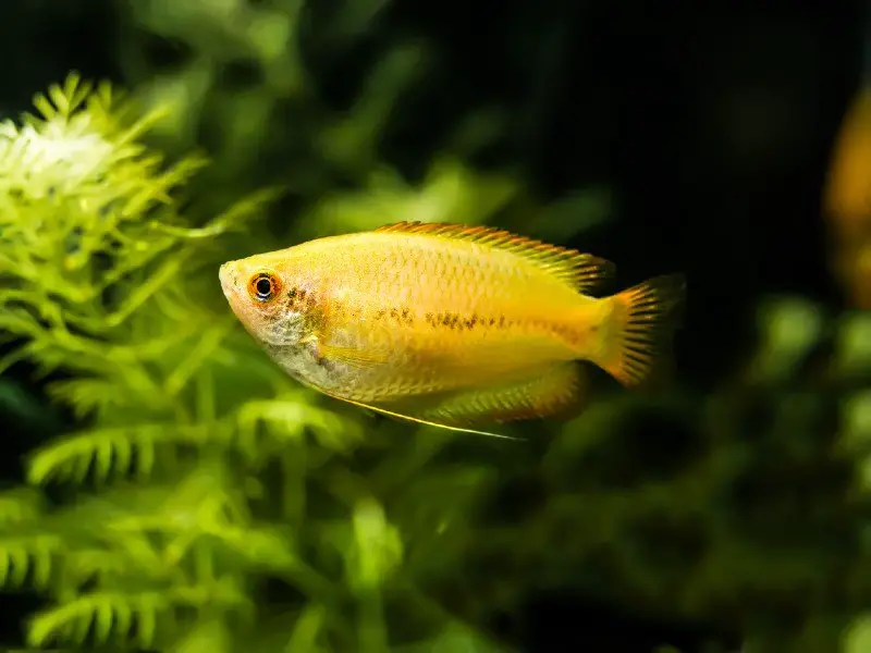 A small gold gourami swimming near the bottom of the tank