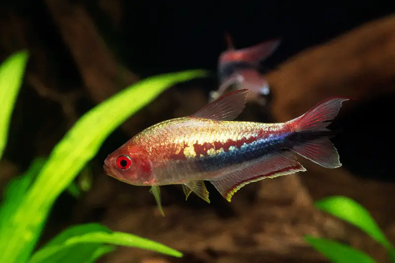 Rainbow tetra swimming near the bottom