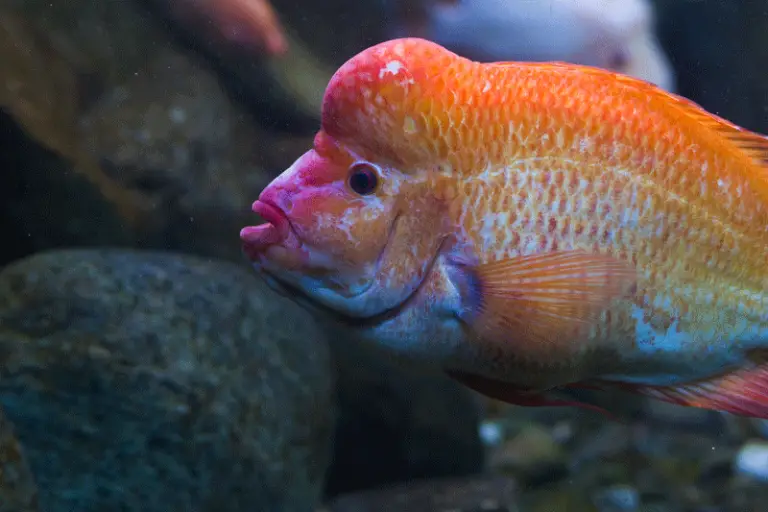 Red Devil Fish Care [Red Devil Cichlid] Fishkeeping World