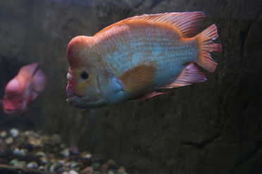 Red Devil Fish Care [Red Cichlid] Fishkeeping World