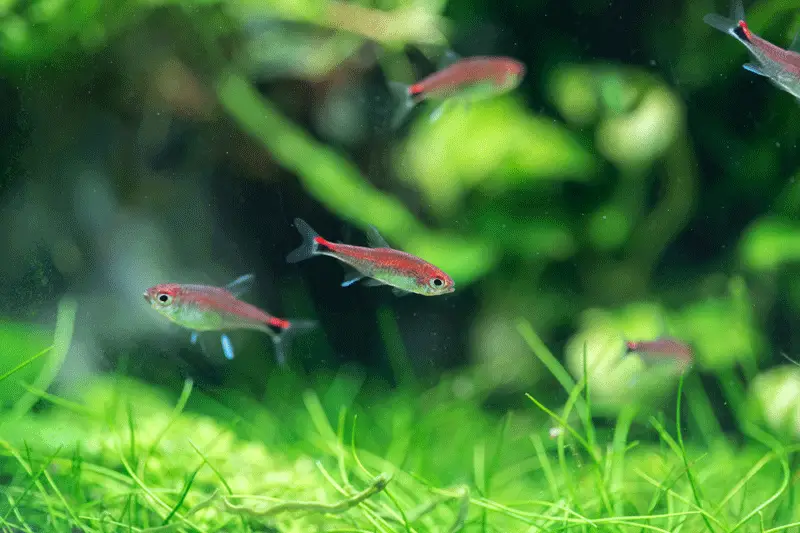 A small school of ruby tetras