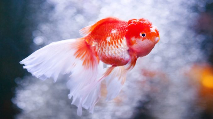 Ranchu Goldfish in tank